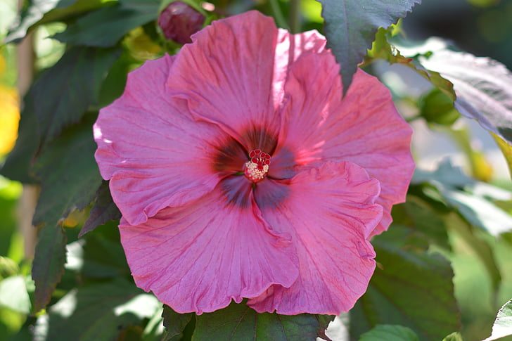 Hibiscus, vaaleanpunainen, kukka, kasvitieteellinen, värikäs, luonnollinen, Blossom