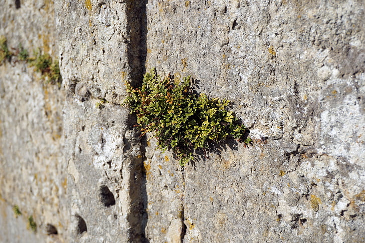 wall, plant, stones, fouling, green, grow, textured