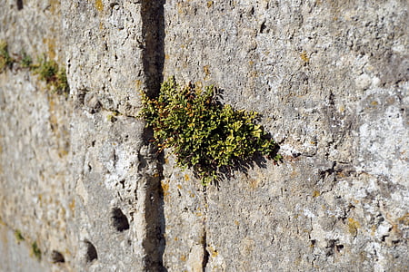 muur, plant, stenen, aangroei, groen, groeien, ribbels en noppen