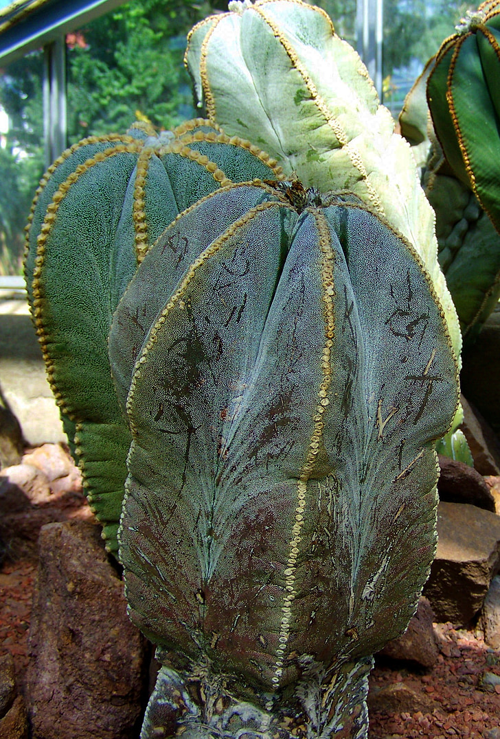 mexican cactus, Gradina Botanica, Pecs, natura, plante