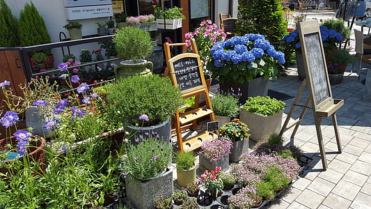 loja de flores, flores, Mediterrâneo, Cheonan, Asan, rua mediterrânea