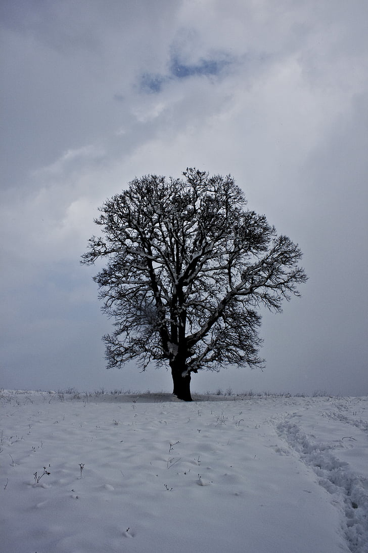mrak, sníh, Zimní, strom, krajina, Snow krajina
