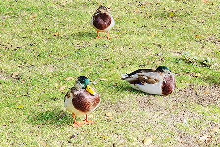 ducks, male, drake, color, animal world, trustful, water bird