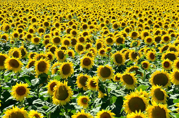 vasaras, saules, saulespuķes, Ungārija