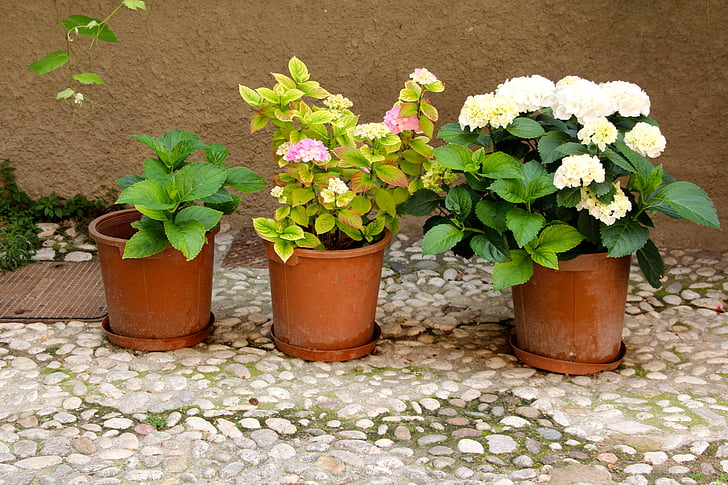 flowerpot, plant, flower, decoration, ceramic, planting, nature