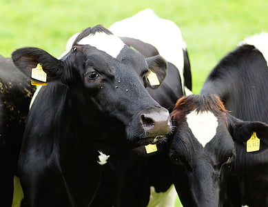 tehén, fej, tehén tej, schwarzbunt, legelő, állattenyésztés, kíváncsiság