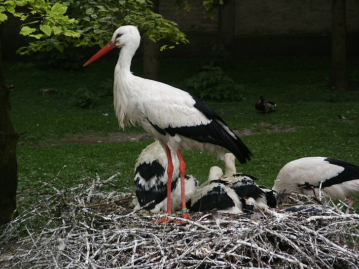 Stork, Lüneburg, storkar, fågel, fåglar, skallra stork, djur