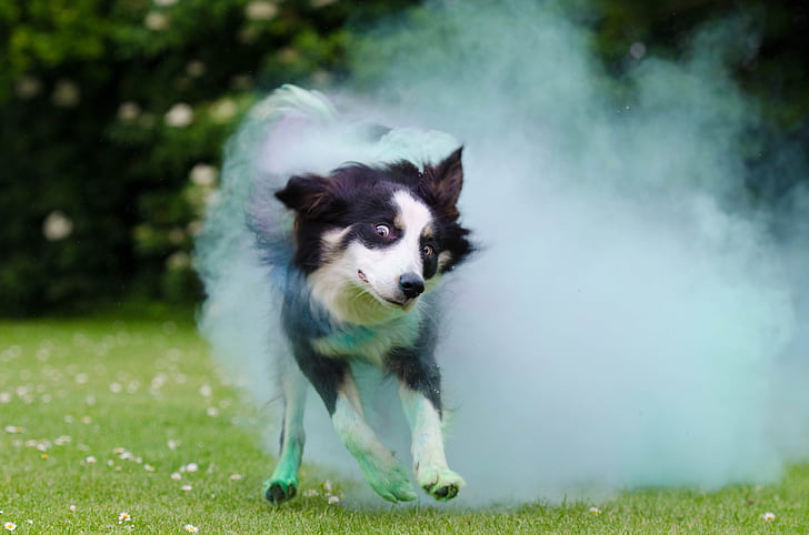 Border-collie, Holi-Farbe, Hund, britische sheepdog, laufender Hund, Collie