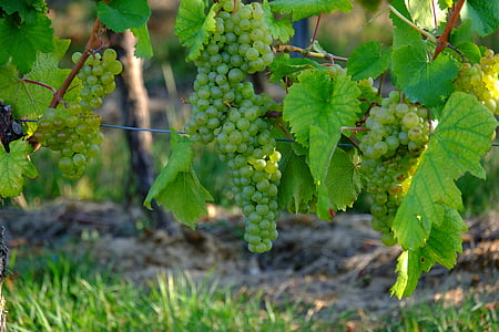 grapes, white grapes, wine, fruit, vine, white, sweet