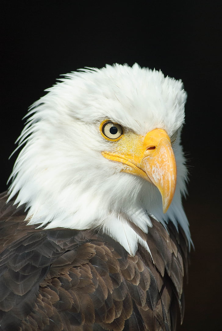 Orel bělohlavý, Adler, dravý pták, Raptor, zvíře, Bill, Bald eagles