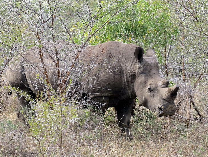 rinoceront, animal, salvatge, Àfrica, vida silvestre, mamífer, Sud-àfrica