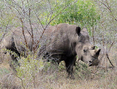 Rinoceronte, animal, selvagem, África, vida selvagem, mamífero, África do Sul