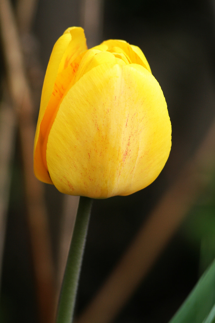 natuur, plant, geel, Tulip