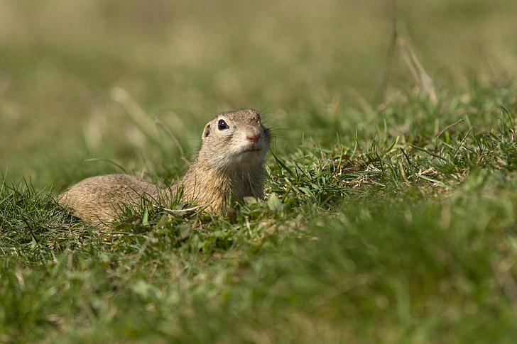 gopher, spring, nature, meadow, mammal, animals, pastures