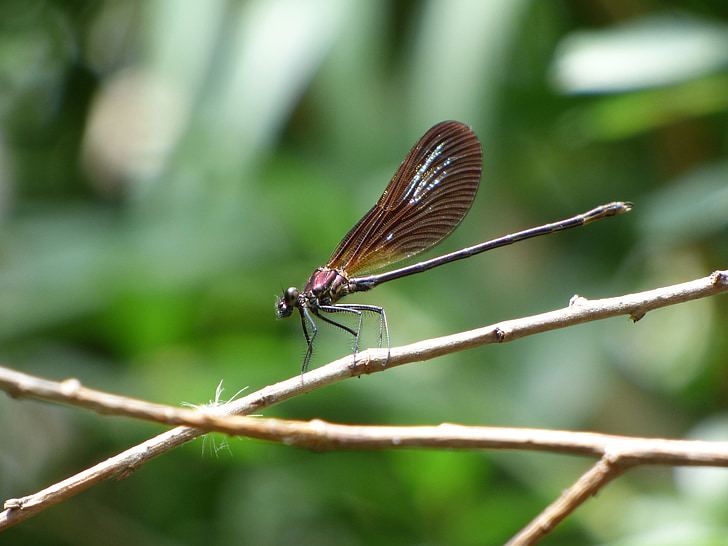 Dragonfly, flickslända, Calopteryx virgo, skimrande, flygande insekt, gren