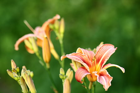 lily, lilies, flower, garden, spring, blossomed, plant