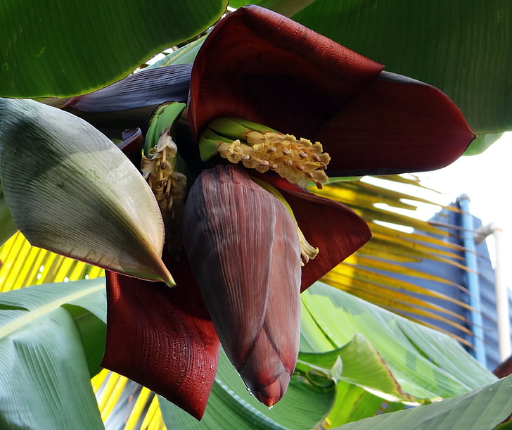 banānu ziedu, banānu koks, banānu, ziedi, augļi, Indija, daba