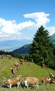 cows, alm, clouds, pasture, alpine meadow, sky, dairy cows