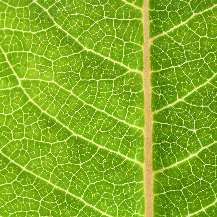 closeup, Eco, svaigu, zaļa, zaļu lapu, Leaf, daba