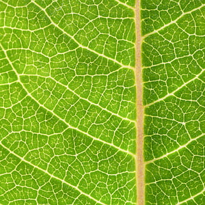 Closeup, Eco, čerstvé, zelená, zelený list, list, Příroda
