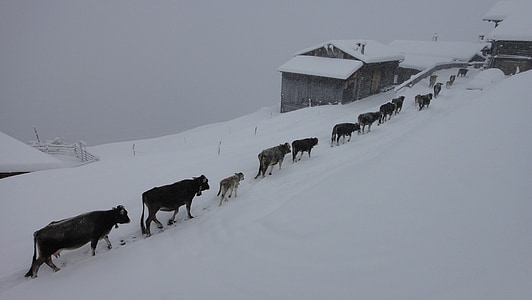 Tháng mười, mùa thu, gia súc, con bò, động vật, dãy núi, almabtrieb