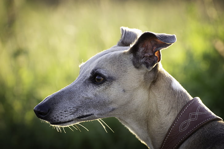 dog, whipet, hound, the head of greyhound racing, profile, green, animal