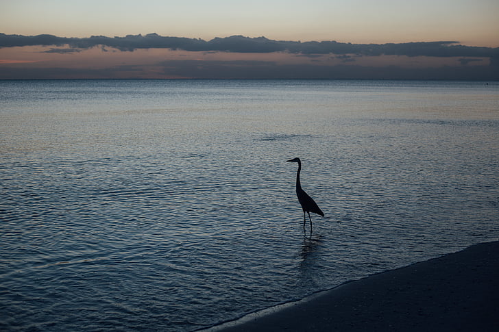 bird, nature, ocean, silhouette, sunrise, waterfowl, sea