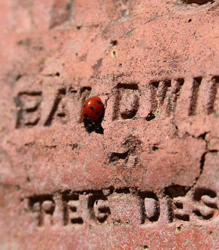 Ladybird, murstein, tekst, Lady bird, rød, oppdaget, insekter