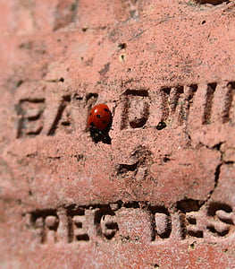 瓢虫, 砖, 文本, 夫人鸟, 红色, 发现, 昆虫