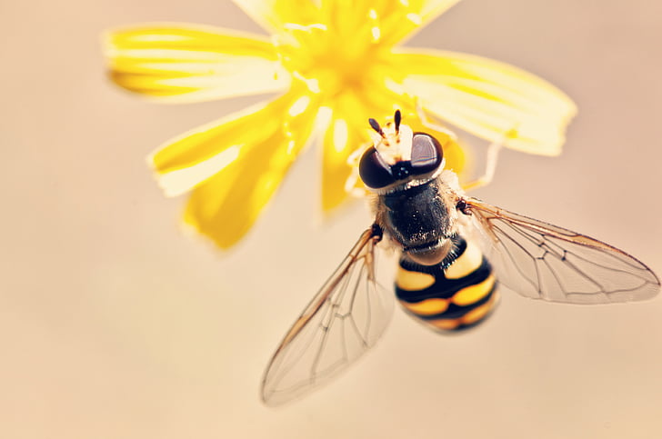 antenne, abeille, Bloom, Blossom, flou, bug, gros plan