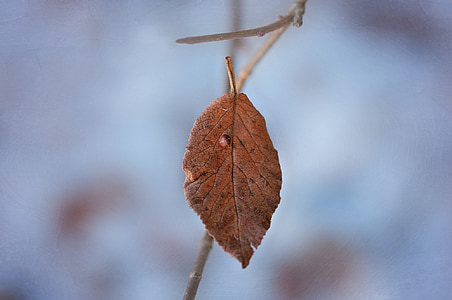 leaf, leaves, withered, dry, brown, winter, nature