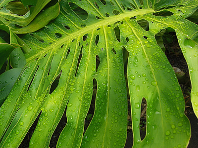 tropical leaf, leaf, rainforest, exotic, flora, plant