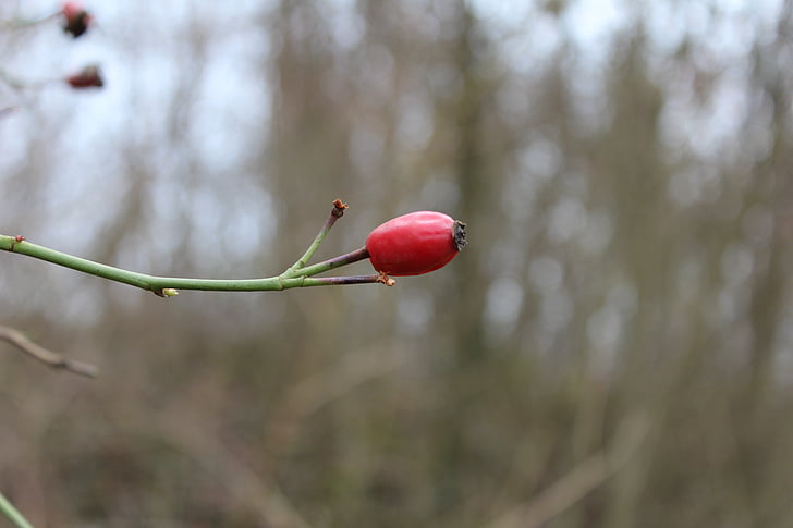 nature, rose hip, red, berry