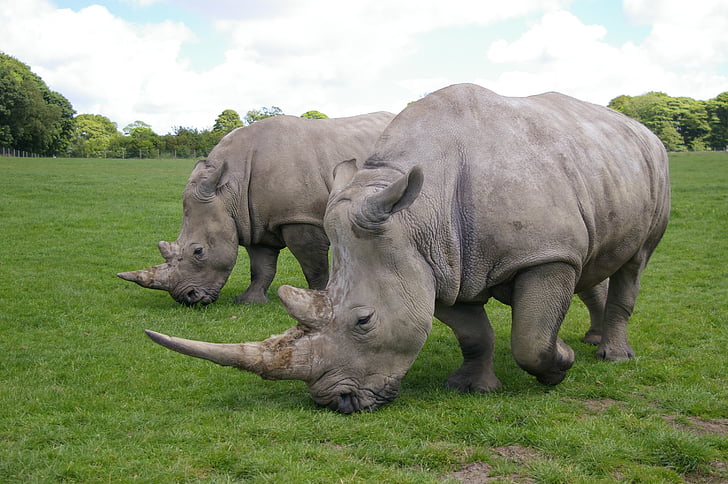 rhino, park, safari, wild, mammals, animals, wildlife