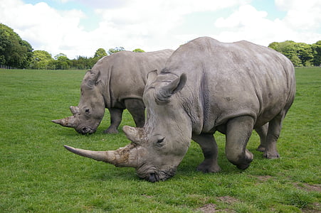 Rhino, Parc, Safari, sauvage, mammifères, animaux, faune