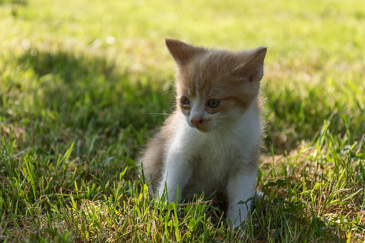 gatto, gattino, animale, Kitty, si trova a, piccolo, erba