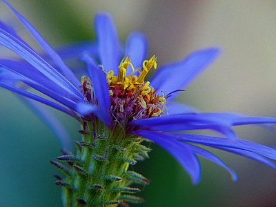 blauw, Arctische aster, Wildflower, natuur, macro, wilde plant, plant