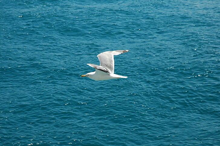 marine, seagull, fly