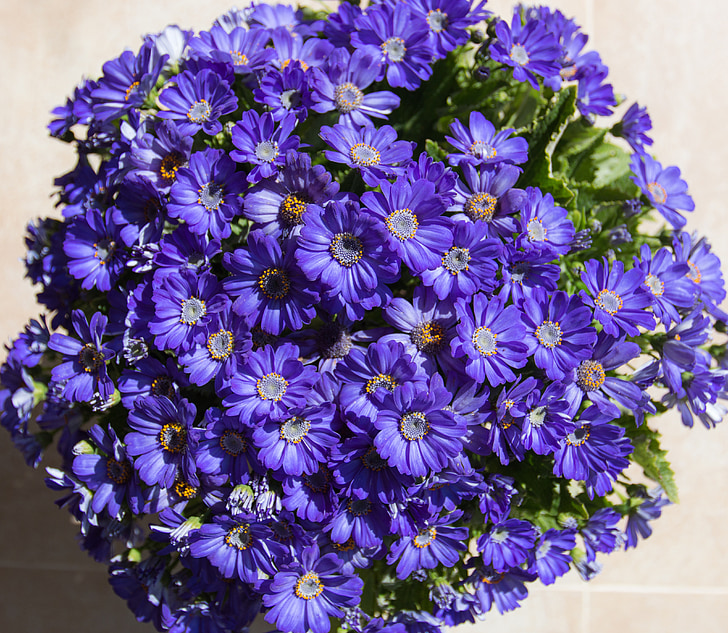 Purple, fleur, plante, plantes en pot, Sunshine