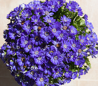 ungu, bunga, tanaman, pot tanaman, sinar matahari