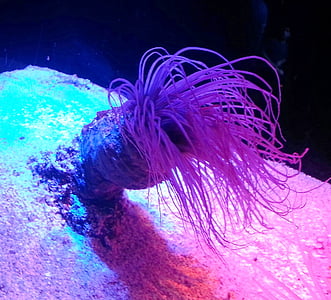 anemone, tôi à?, Đại dương, Shoreline, đời sống biển, dưới nước, Đẹp