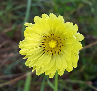 flower, yellow flower, texas dandelion, false dandelion, wildflowers, plant, floral