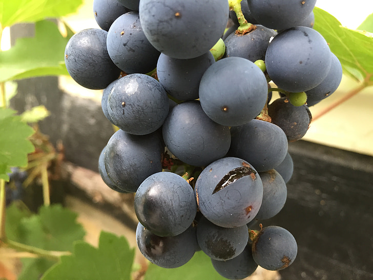 wine, grapevine, rain, burst, vineyard, delicious, benefit from