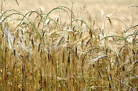 cereals, yellow, spike, agriculture, summer, harvest, food