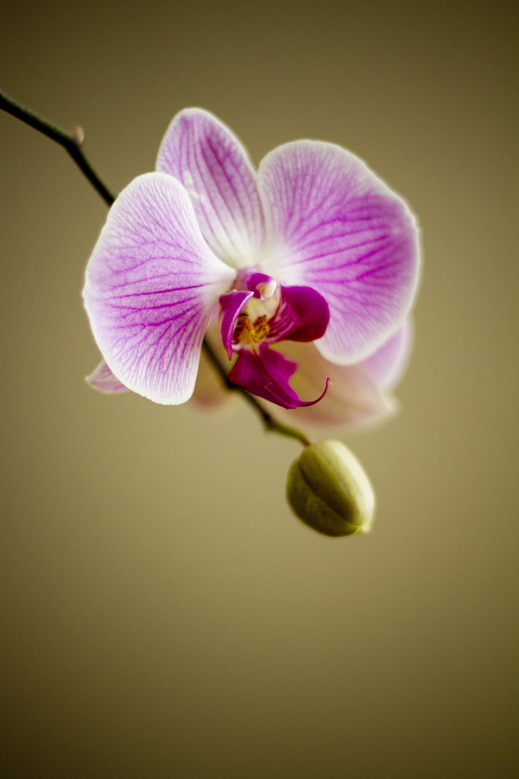 Orchid, blomst, Flora, blomsterhandler, anlegget, nydelig, natur