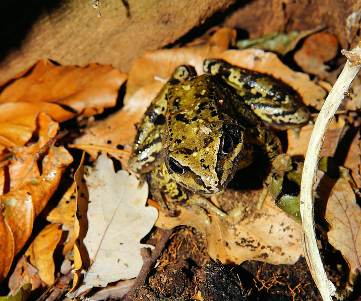 frog, animal, amphibian, forest, leaves, autumn, forest floor