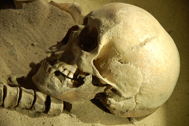 crâne, les os, le chef de la, squelette