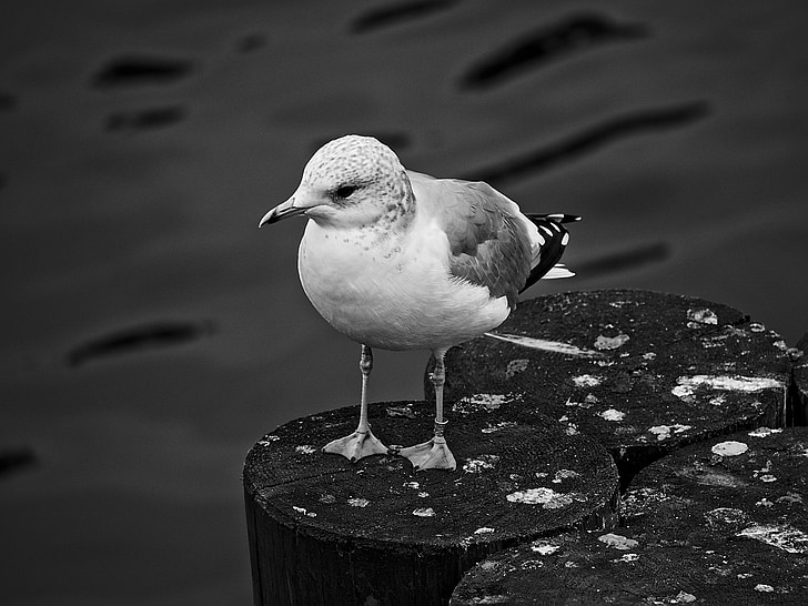 seagull, bird, gull, standing, water, ocean, pier