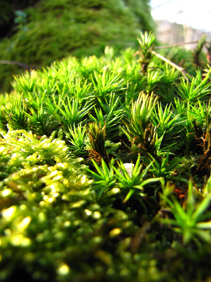 moss, forest, autumn, green, nature, macro, color