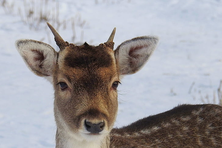 roe deer, young-stag, fallow deer, winter, nature, animal, scheu